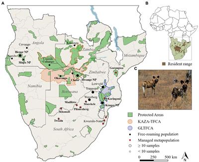 Spatial genetic patterns in African wild dogs reveal signs of effective dispersal across southern Africa